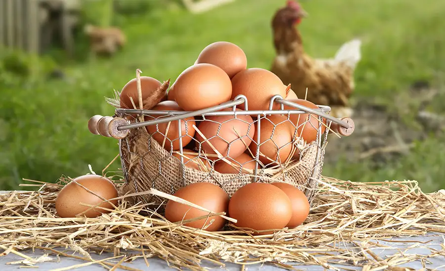 Œufs de poules