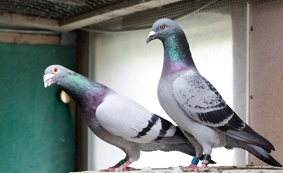 Pigeons prêts à cuire